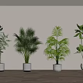 Potted Bonsai Plants in White and Gray Pots on Wooden Floor with Light Wall Background