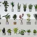 Diverse Potted Green Plants With Various Foliage And Decorative Pots