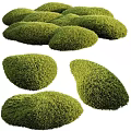 Lush Green Various Shaped Healthy Well Trimmed Natural Garden Shrubs Look