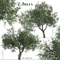 Natural Style Olive Tree Decorative Ornament Set With Realistic Branches And Leaves For Home Decor