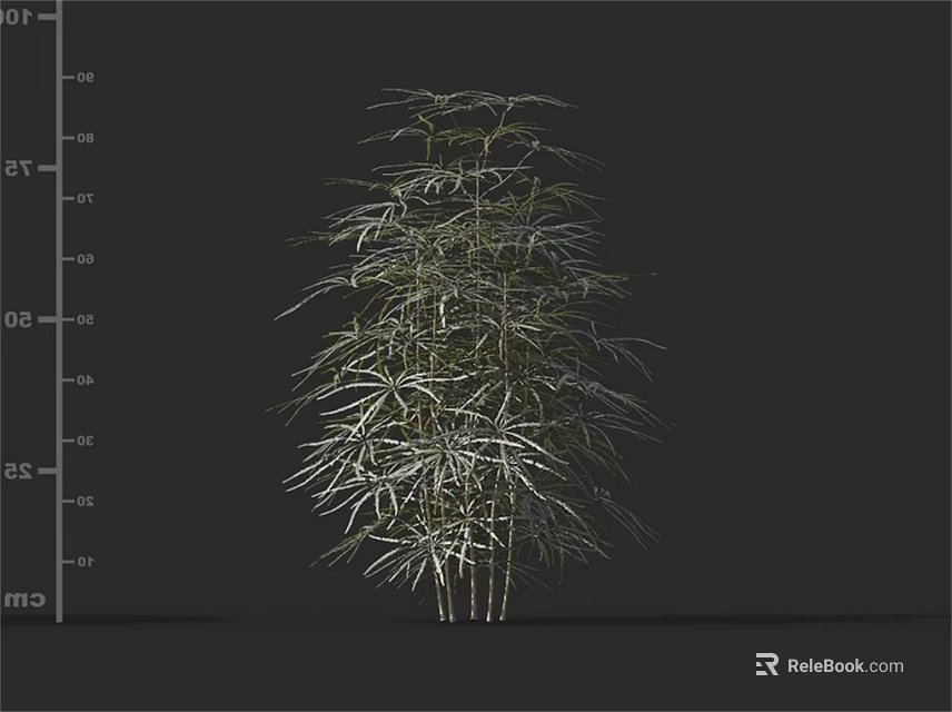 Ornamental Arbor 3D Model With Slender Stems Height Scale And Feathery Leaves 3d model 