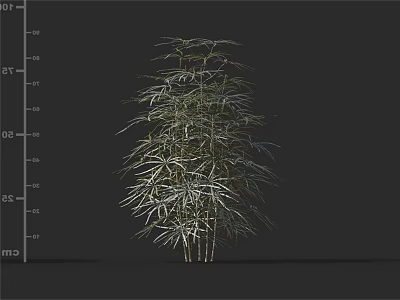 Ornamental Arbor 3D Model With Slender Stems Height Scale And Feathery Leaves 3d model