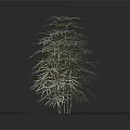Ornamental Arbor 3D Model With Slender Stems Height Scale And Feathery Leaves