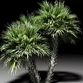 Two Palm Trees With Lush Green Fronds And Textured Trunks Against Neutral Background