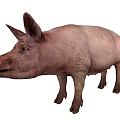 Pig 3d model