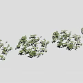 Green Clover Shaped Leaf Seedlings Densely Growing With Shadows On Gray Background 3d model