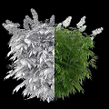 Lush Green Shrub With White Flowers Enhancing Garden Landscape Beauty