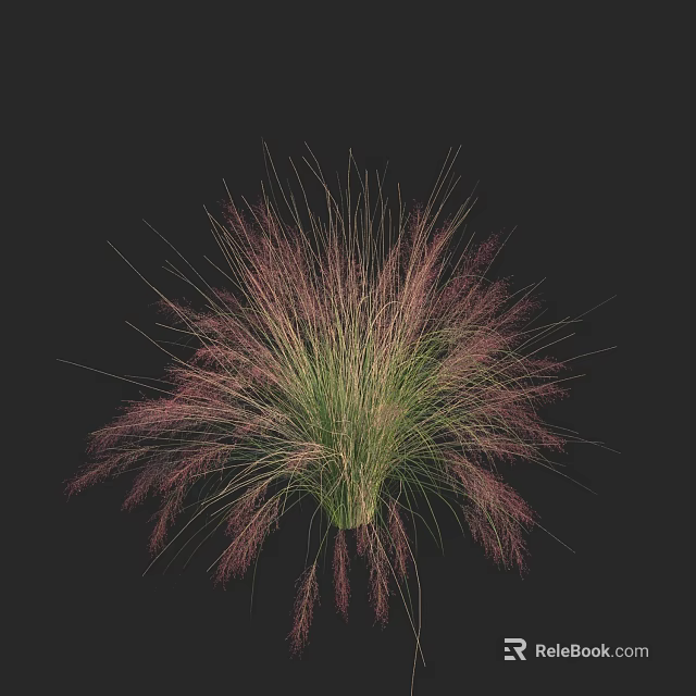 Ornamental Grass With Green Foliage And Pink Feathery Plumes For Garden Landscaping 3d model 