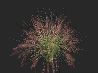 Ornamental Grass With Green Foliage And Pink Feathery Plumes For Garden Landscaping 3d model