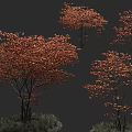 Vibrant Arbor Trees With Orange Red Foliage Lush Canopy And Grass At Base 3d model