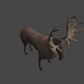 Realistic Moose With Large Antlers Brown Body Standing On Light Background