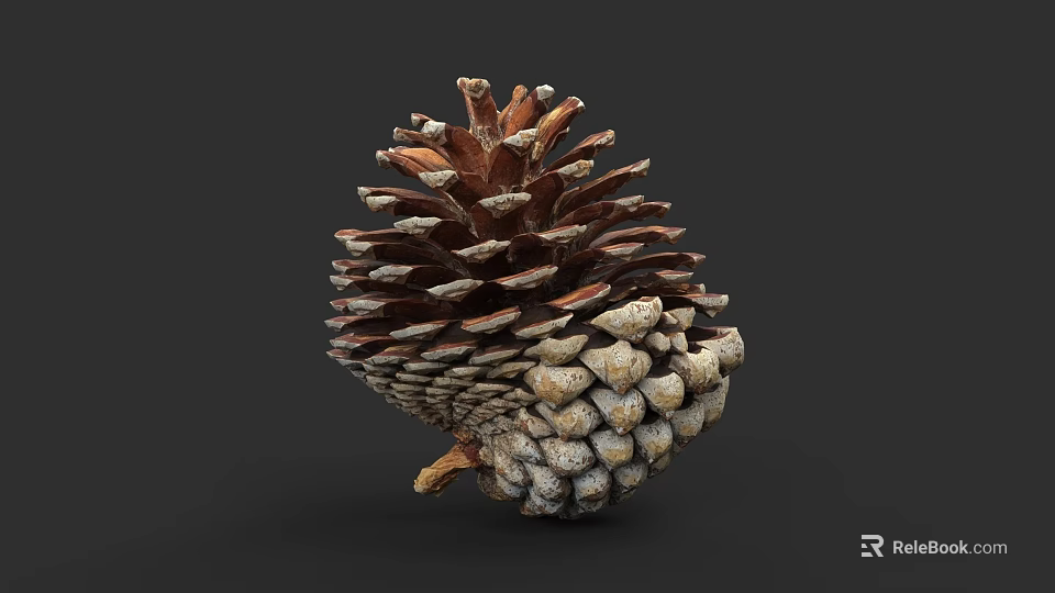 Botanical Illustration of a Detailed Pine Cone With Natural Textures and Brown Tones 3d model 