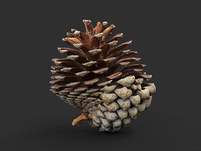 Botanical Illustration of a Detailed Pine Cone With Natural Textures and Brown Tones 3d model