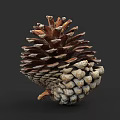 Botanical Illustration of a Detailed Pine Cone With Natural Textures and Brown Tones