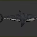 Shark 3D Model With Grayish Blue Body Open Mouth Fins And Tail On Gray Background