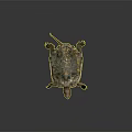 Turtle With Green Brown And Orange Shell Detailed Texture On Dark Background 3d model