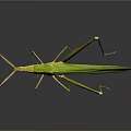 Green Grasshopper With Long Legs On Black Background Showing Reflection 3d model