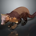 Brown And Light Brown Marten Standing On Smooth Surface With Gray Background And Reflection 3d model