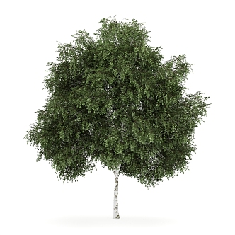 elm tree outdoor landscape tree plant trees 3d model