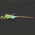 Green Dragonfly With Yellow Transparent Spread Wings And Green Body On Dark Background 3d model