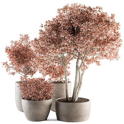 Vibrant Bonsai Trees With Pink Foliage In Simple Ceramic Pots For Indoor Decor 3d model