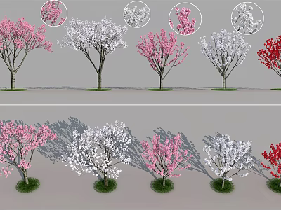 Flowering Arbor Trees With Pink White Red Blooms Detailed Views And Shadow Effects 3d model
