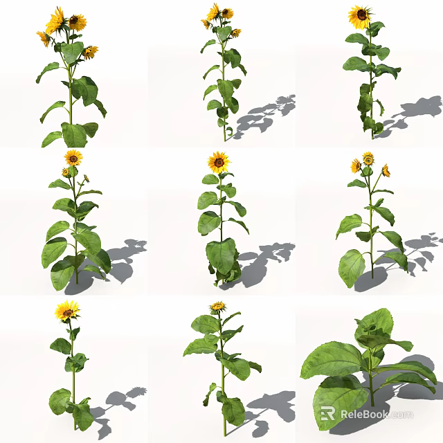 Tall Sunflower Plants With Green Leaves Vibrant Flowers And Natural Shadows In Garden 3d model 