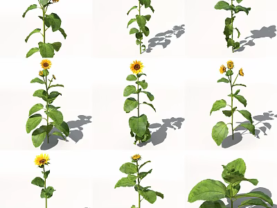Tall Sunflower Plants With Green Leaves Vibrant Flowers And Natural Shadows In Garden 3d model