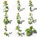 Tall Sunflower Plants With Green Leaves Vibrant Flowers And Natural Shadows In Garden