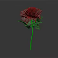 Black Rose with Stem and Leaves on Dark Background with Reflection 3d model