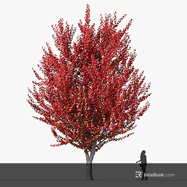 Tall Red Leaf Tree With Vibrant Foliage And Person Standing Nearby 3d model 