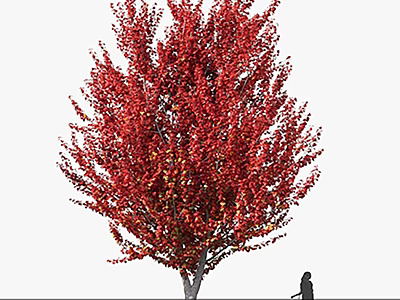 Tall Red Leaf Tree With Vibrant Foliage And Person Standing Nearby 3d model