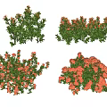 Vibrant Garden Shrubs Featuring Green Foliage And Orange Flowers In Diverse Shapes