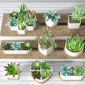 Various Succulent Bonsai Plants in White Ceramic Pots on Tiered Display Stand