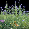 Vibrant Colorful Flowers And Grass In Natural Outdoor Meadow With Purple Pink Yellow Blooms
