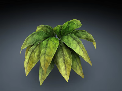 Lush Potted Plant With Broad Green And Yellow Leaves Showing Prominent Veins 3d model