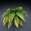 Lush Potted Plant With Broad Green And Yellow Leaves Showing Prominent Veins
