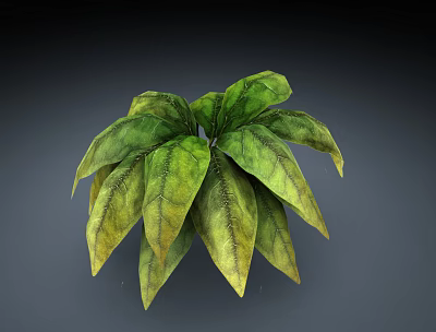 Lush Potted Plant With Broad Green And Yellow Leaves Showing Prominent Veins 3d model