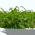 Vibrant Green Fern Shrub With Lush Feathery Foliage And Healthy Growth