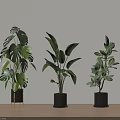Indoor Potted Plants with Various Leaf Shapes in Black Planters on Wooden Floor