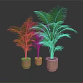 Lush Green Palm Like Plants In Terracotta Pots On Dark Background