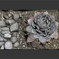 Decorative Succulent Plant in Square Container with Small Stones and Gravel