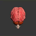 3D Anatomical Human Brain Model Medical Device For Medical Education And Research