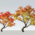 Autumn Deciduous Trees With Red Orange Yellow Leaves And Twisted Trunks