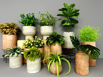 Assorted Bonsai Potted Plants With Green Leafy Succulents And Ceramic Terracotta Planters 3d model