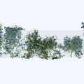 Lush Climbing Vines With Green Leaves And Blue Flowers For Garden Decoration And Landscaping