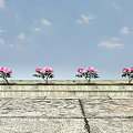 Pink Flowering Plants Growing On Stone Platform With Stone Paved Ground And Blue Sky Clouds