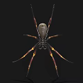 Large Spider With Light Body Long Legs And Yellow Brown Stripes On Black Background
