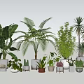 Various Green Potted Plants With Ceramic Pots And Wooden Stands For Indoor Decoration