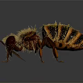 Detailed Realistic Hairy Striped Bee With Transparent Wings Compound Eyes And Legs On Dark Background